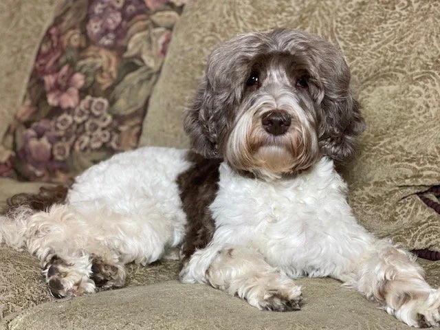 Hazel & Rex 4.17.23 — Ever After Labradoodles